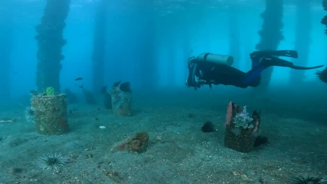 A scuba diver exploring underwater in the ocean with view of corals, fish and other marine life.