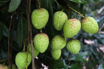 litchi bunch in farm for harvest