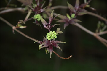 листочки. цветочки. весна. leaves. flowers. spring.
