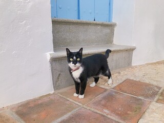 [Spain] A black and white bicolor cat walking in the old town of Frigiliana