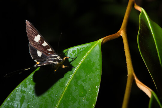 Willow-herb Day-Moth Perched on a Leaf in the Daintree Rainforest, Queensland, Australia.