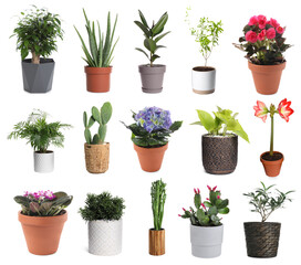 Set with different beautiful plants on white background