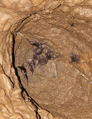 A colony of vampire bats (Desmodus rotundus) in a cave