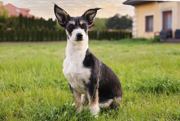 Small black and white dog on green grass. Cute pet