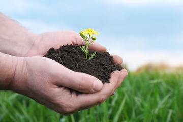 Man holding pile of soil with flower outdoors, closeup