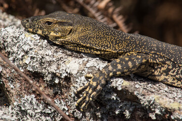 Lace Monitor Basking on a Rock in Queensland, Australia.
