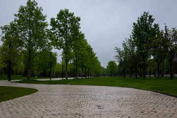 trees in the park
