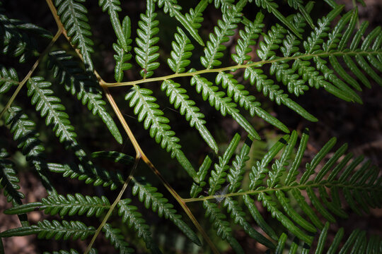 Closeup of a Fern Frond in the Daintree (Queensland, Australia).