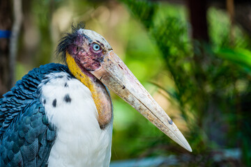 Lesser Adjutant Stork or Leptoptilos Javanicus