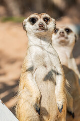 Action of Slender Tailed Meerkat
