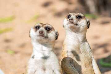 Action of Slender Tailed Meerkat