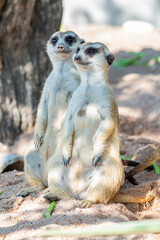Fototapeta premium Action of Slender Tailed Meerkat