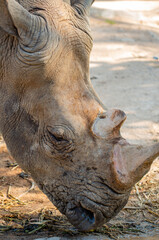 Obraz premium Image of White Rhinoceros