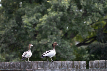 Australian Ducks Sitting on a Fence with Park Trees in the Background