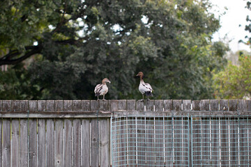 Australian Ducks Sitting on a Fence with Park Trees in the Background