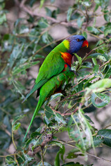 Rainbow Lorikeet Parrot Sitting in Green Trees Trying to Eat Bugs, Australia, Queensland, Nature,