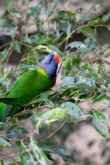 Rainbow Lorikeet Parrot Sitting in Green Trees Trying to Eat Bugs, Australia, Queensland, Nature,