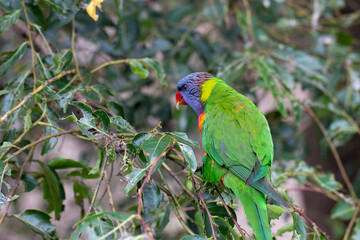 Rainbow Lorikeet Parrot Sitting in Green Trees Trying to Eat Bugs, Australia, Queensland, Nature,