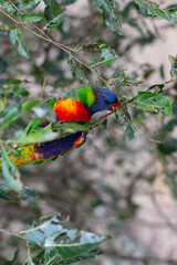 Rainbow Lorikeet Parrot Sitting in Green Trees Trying to Eat Bugs, Australia, Queensland, Nature,