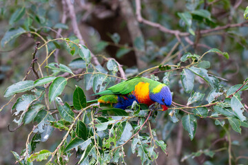Rainbow Lorikeet Parrot Sitting in Green Trees Trying to Eat Bugs, Australia, Queensland, Nature,