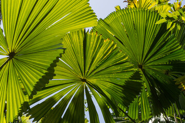Australian Fan Palm Tree (Far North Queensland, Australia) - obrazy, fototapety, plakaty