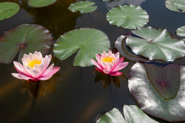 Two beautiful pink water lilies reflecting on a water surface, close-up view of a pond and leaves in the background