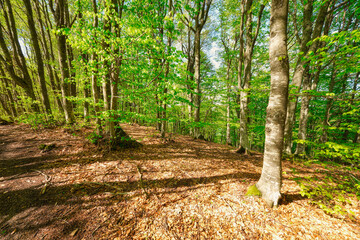 beech forest on the slopes of Lesima Peak (Lombardy, Northern Italy); is a small mountain near the...
