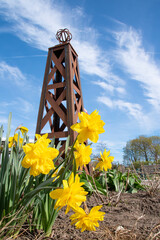 A group of wild daffodils (Narcissus pseudonarcissus) grows in a garden with a small tower in the...