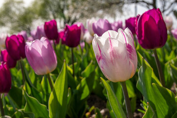 A group of white and dark pink tulips blooms in early spring in a garden in front of the Centennial Park Conservatory in Toronto, Ontario.