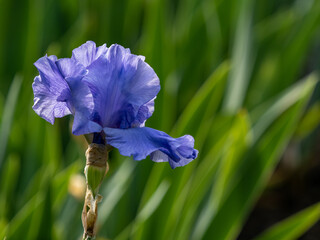 blue iris flower on green background