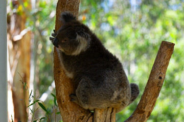 Grey Koala Stretching and Turning