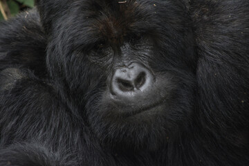 Portrait of a Male Silverback Mountain Gorilla in Virunga National Park, DRC.