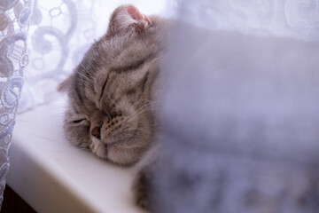 Close-up portrait beautiful sleeping gray fluffy domestic. Cat sits on the windowsill. The concept of pets. Banner for the site.