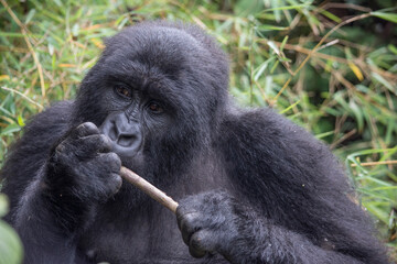 Female Mountain Gorilla Foraging for Insects in Virunga National Park, DRC.