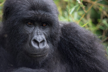 Portrait of a Female Mountain Gorilla (Virunga National Park, DRC).