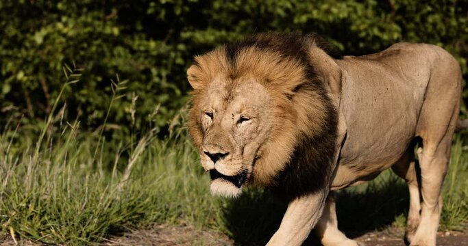 Epic cinematic male lion walking in Wild Africa on safari, Slow motion. Big Cats