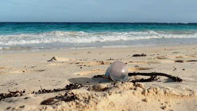The Portuguese man o' war (Physalia physalis), also known as the man-of-war, is a marine hydrozoan found in the Atlantic Ocean and the Indian Ocean.