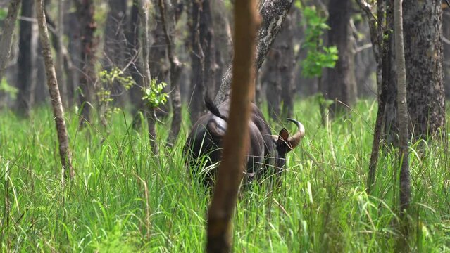 A gaur walking away into the sal forest in the high jungle grass of the Chitwan National Park in Nepal.