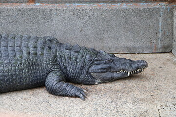 怖くて迫力のある鰐（爬虫類）