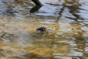 The eastern American toad (Anaxyrus americanus americanus)
Subspecies American toad in the spring during reproduction