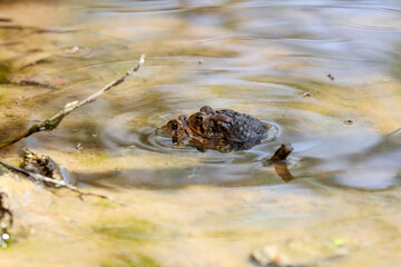 The eastern American toad (Anaxyrus americanus americanus)
Subspecies American toad in the spring during reproduction