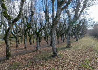 linden tree alley in the manor park, trees in autumn without leaves on the ground leaf texture, a simple footpath between the trees, tree branches curved in abstract forms