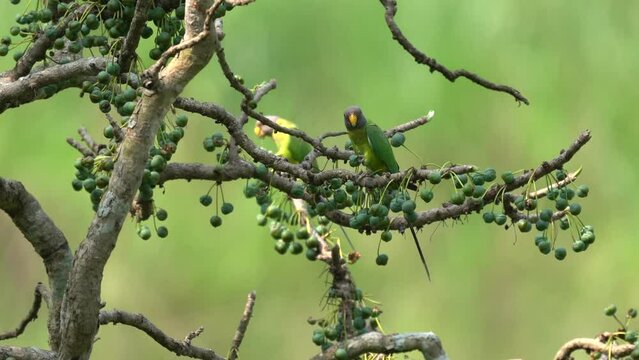 A female plum headed parakeet perched in a fruit tree eating the fruit.
