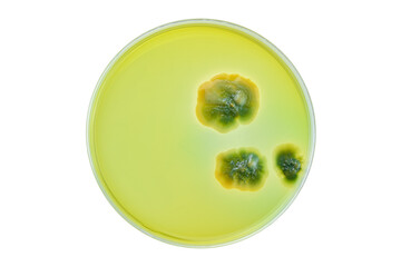 Petri dish and culture media with bacteria on white background with clipping, Test various germs,...