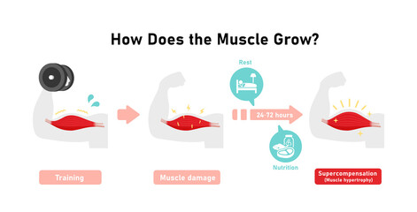 Mechanism of muscle growth ( supercompensation ). Vector illustration - obrazy, fototapety, plakaty
