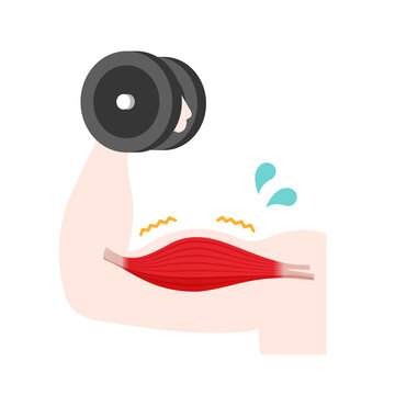 Vector illustration of muscle training