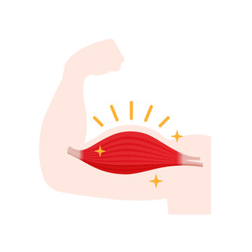 Vector illustration of muscle training ( muscle growth )