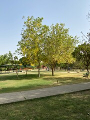 trees in the park