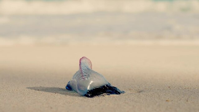 The Portuguese man o' war (Physalia physalis), also known as the man-of-war, is a marine hydrozoan found in the Atlantic Ocean and the Indian Ocean.