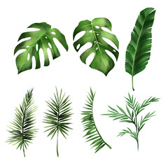 Set of tropical leaf monstera, forest leaves vector illustration on white background.